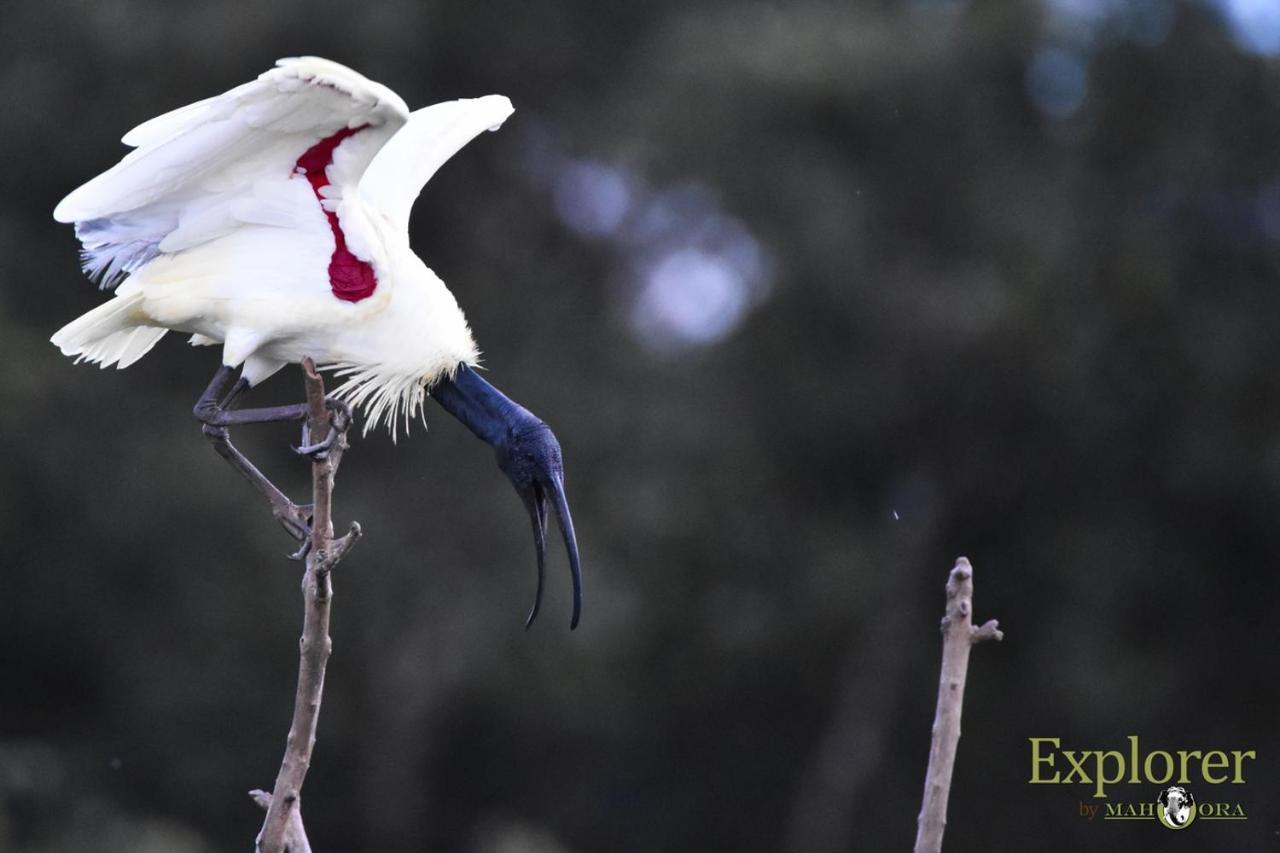 Explorer By Eco Team - Wasgamuwa National Park Екстериор снимка
