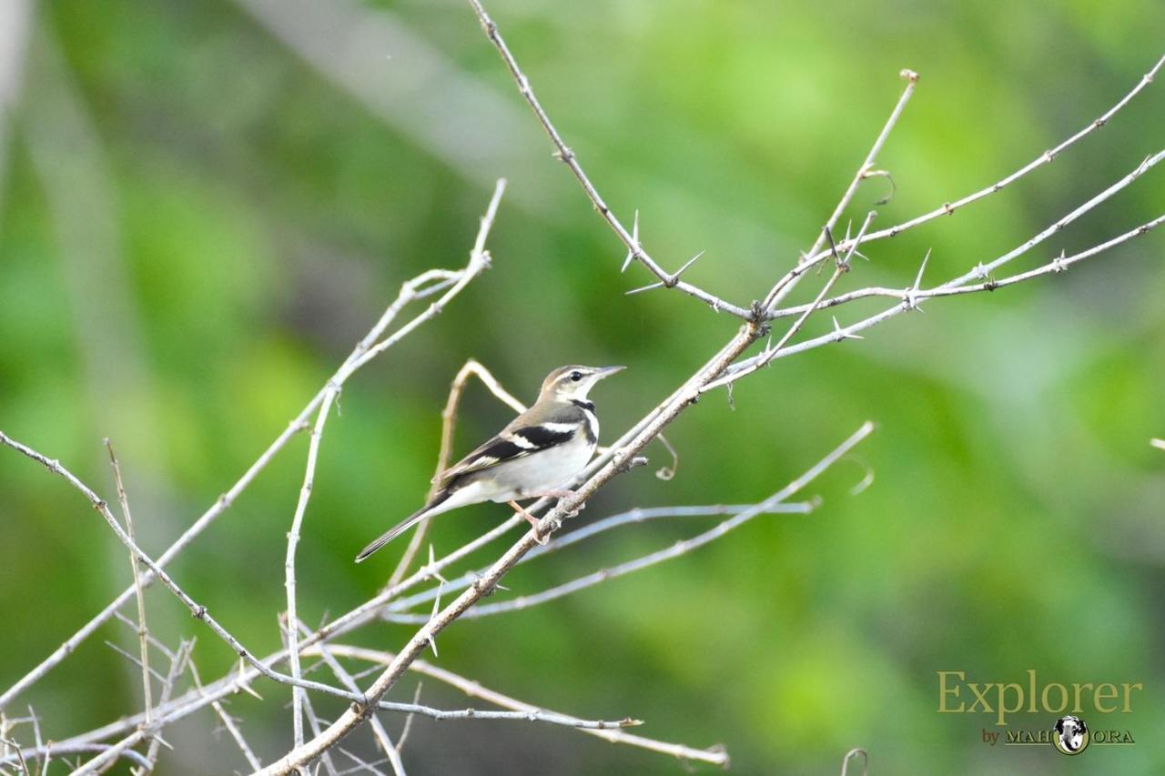 Explorer By Eco Team - Wasgamuwa National Park Екстериор снимка