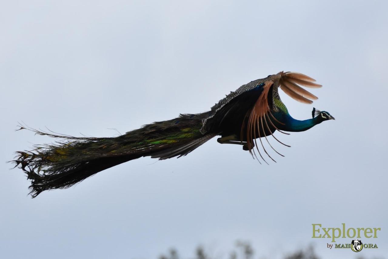 Explorer By Eco Team - Wasgamuwa National Park Екстериор снимка