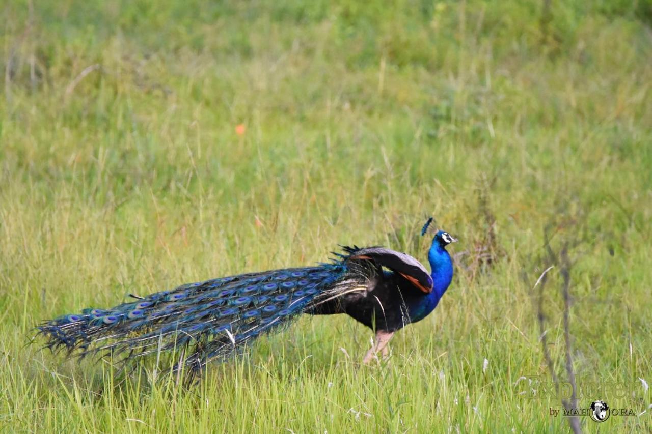 Explorer By Eco Team - Wasgamuwa National Park Екстериор снимка