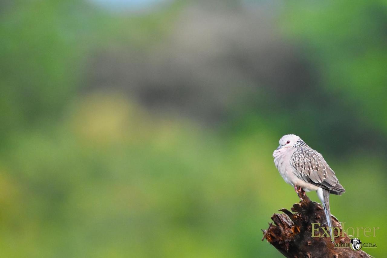 Explorer By Eco Team - Wasgamuwa National Park Екстериор снимка